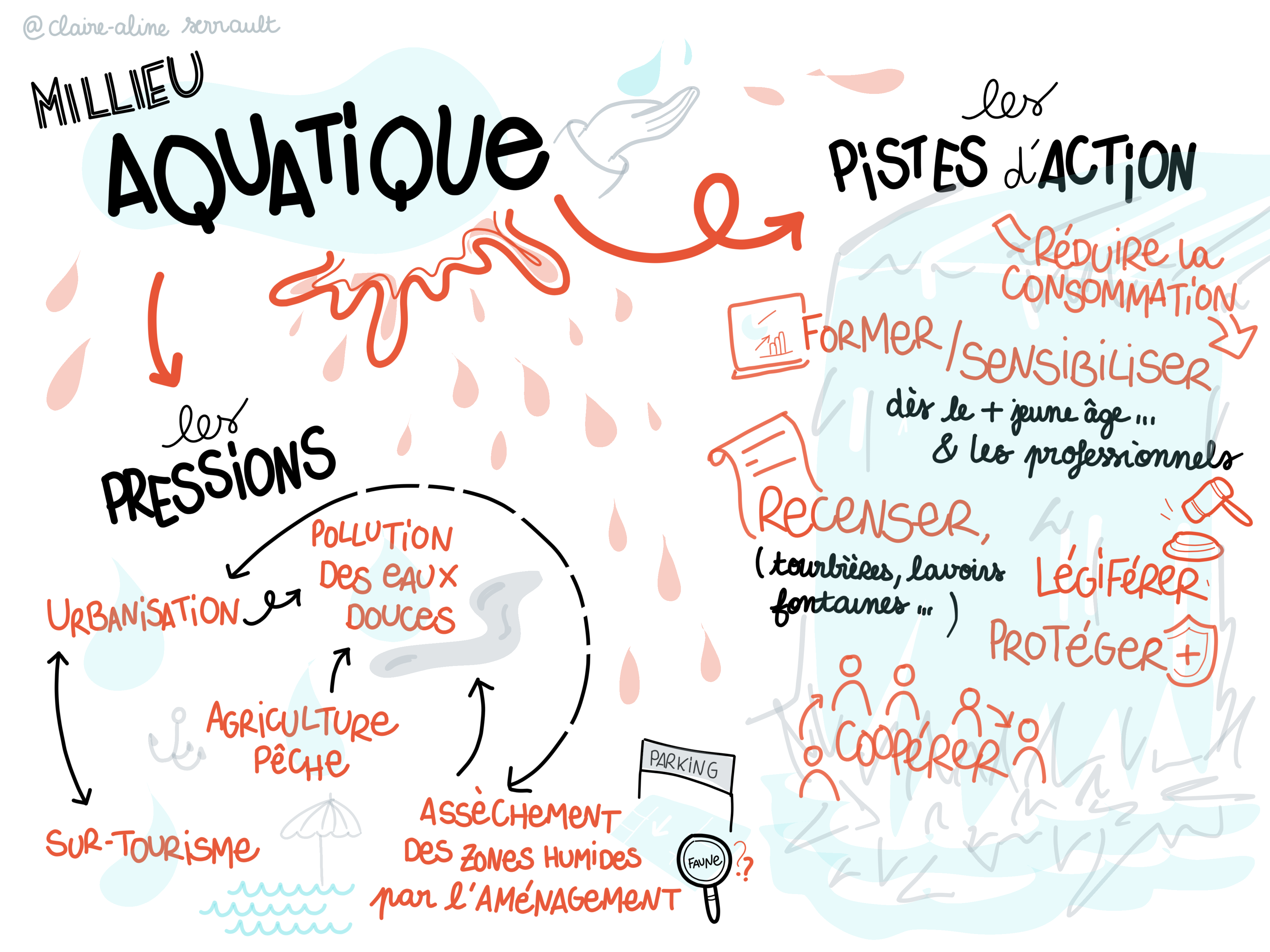 Facilitation graphique des échanges consacrés à l'écosystème aquatique