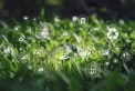 Impacts de l'intelligence artificielle : risques et opportunités pour l'environnement
