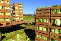 Quels leviers pour optimiser la décarbonation de la chaîne logistique alimentaire ?