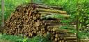 La valorisation de la forêt française