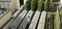 L'agriculture urbaine : un outil déterminant pour des villes durables
