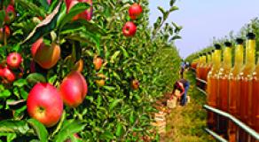 What levers exist to increase the french agriculture and agrifood sectors' competitiveness ? 