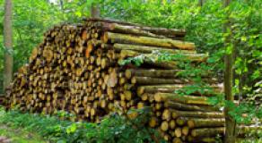 Adding value to french forestry