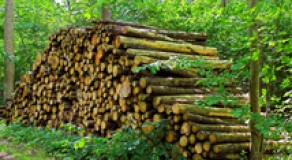 El aprovechamiento del bosque francés