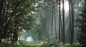 RENCH FORESTS?...