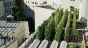 URBAN AGRICULTURE: A KEY TOOL FOR SUSTAINABLE CITIES