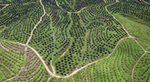 THE EU’S ROLE IN COMBATING IMPORTED DEFORESTATION