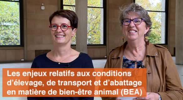 �abattage en matière de bien-être animal (BEA)"...