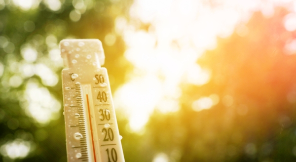  Thermomètre indiquant une température élevée, sur fond d’arbres ensoleillés.