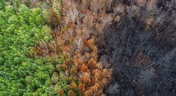Vue aérienne d'une forêt montrant une transition graphique entre une zone de végétation verdoyante à gauche, des arbres roussis au centre et une forêt totalement calcinée et noire à droite, illustrant la rupture des équilibres écosystémiques et le concept de limites planétaires.