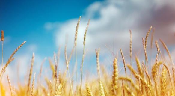 L'agroécologie