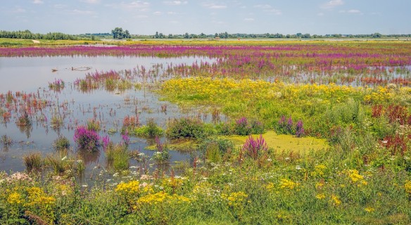 paysage de nature