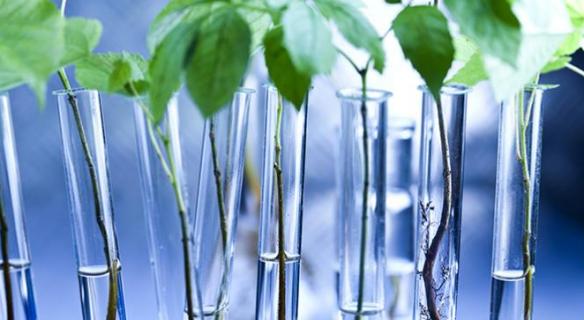 Le biomimétisme : s'inspirer de la nature pour innover durablement