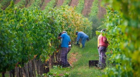 La saisonnalité dans les filières agricoles, halieutiques et agroalimentaires