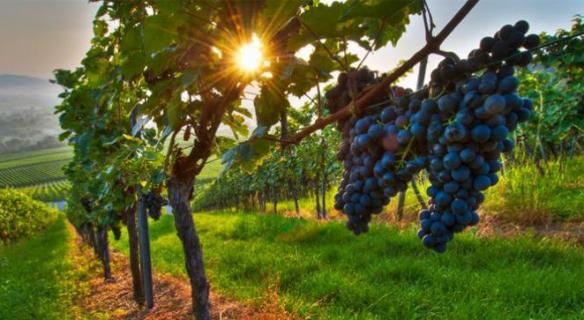 ieutiques et agroalimentaires » ...