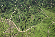 THE EU’S ROLE IN COMBATING IMPORTED DEFORESTATION